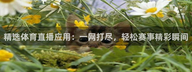 山猫tv篮球直播：精选体育直播应用：一网打尽，轻松赛事精彩瞬间