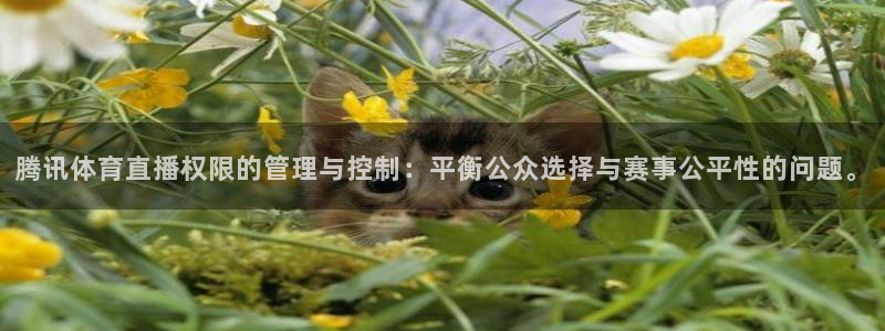 足球山猫直播